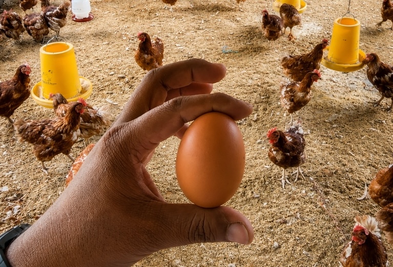 Ayam sehat menghasilkan telur berkualitas di peternakan Angon Lestari