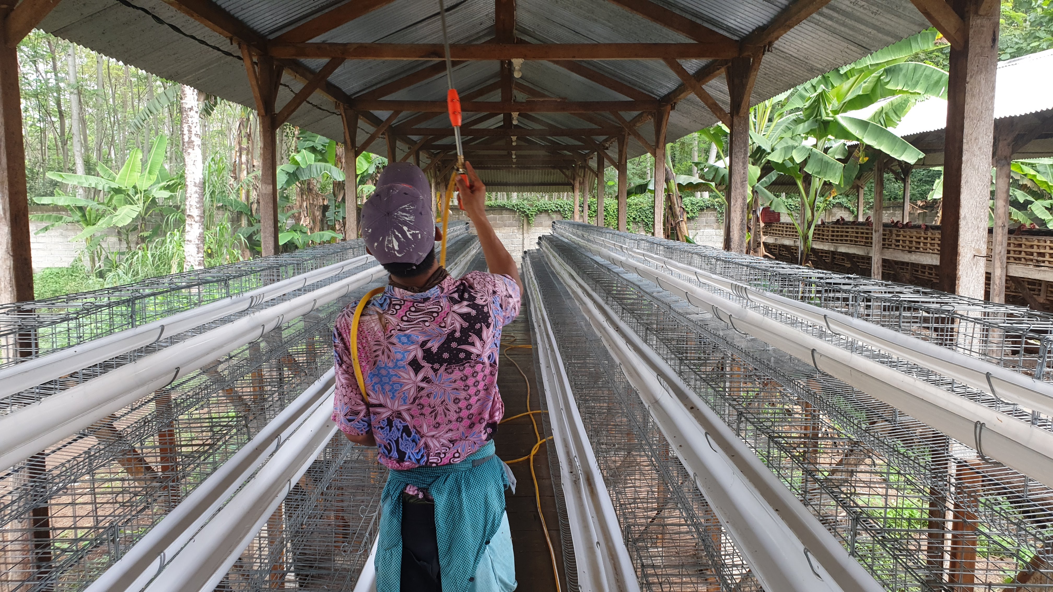 Fasilitas standar kandang peternakan Angon Lestari Farm